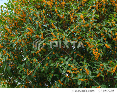 Image of osmanthus in full bloom Image of osmanthus in full bloom 98460986