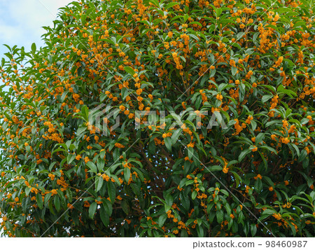 Image of osmanthus in full bloom 98460987
