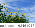 Yellow flowers of Jerusalem artichoke in the blue sky in early autumn 98461037