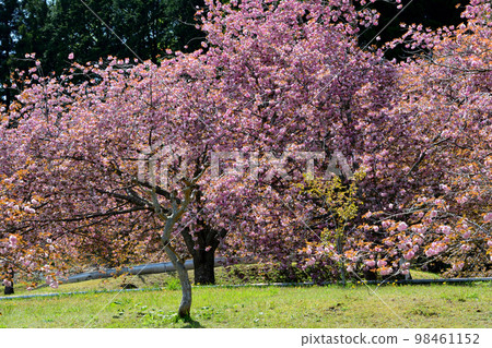 Yasuraginosato Park 2022-4-23 #81 Yasuraginosato Park 2022-4-23 #81 98461152