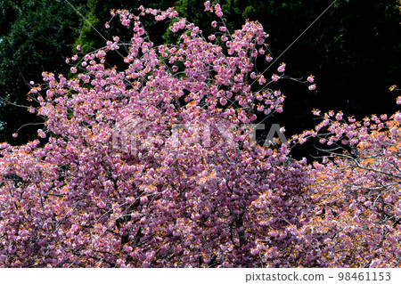 Yasuraginosato Park 2022-4-23 #82 98461153