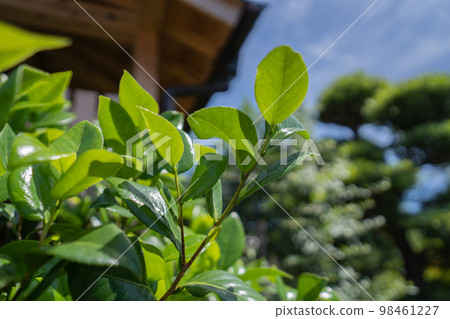 嫩葉接受充足的夏日陽光 98461227
