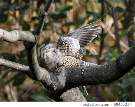一隻斑鳩棲息在樹枝上，張開翅膀 98461234