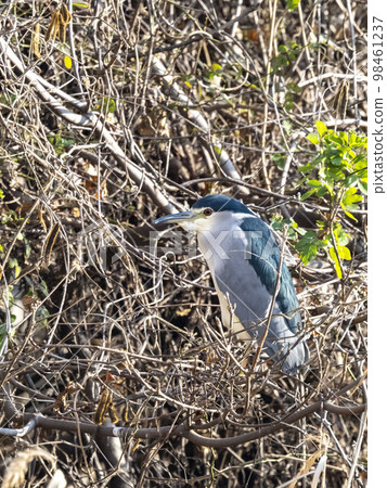A night heron perched on a tree branch near the water's edge 98461237