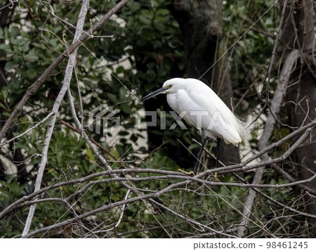 棲息在樹枝上的小白鷺 98461245