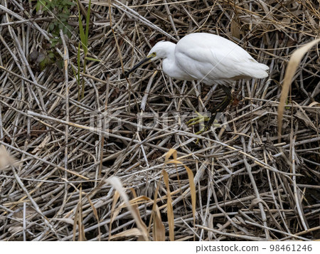 靠近水邊的蘆葦上的一隻小白鷺 98461246