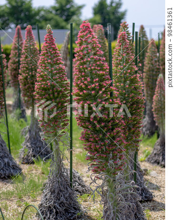 Ekium Wilde Plettenti 98461361