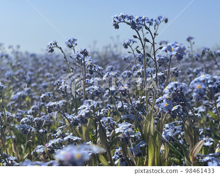 Spring blooming background, small blue forget-me-not flowers, soft focus Spring blooming background, small blue forget-me-not flowers, soft focus 98461433
