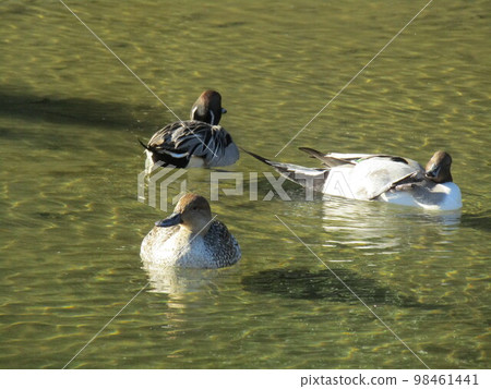Migratory pintails in winter on the beach of Inage Kaihin Park Migratory pintails in winter on the beach of Inage Kaihin Park 98461441