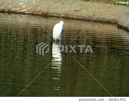 Little Egret in Inage Seaside Park Nhama Pond Little Egret in Inage Seaside Park Nhama Pond 98461442