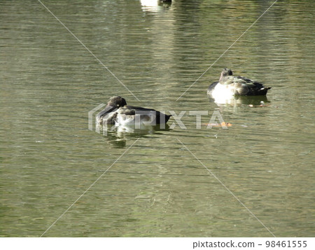 棉花碗千葉公園公園 棉花碗千葉公園公園 98461555