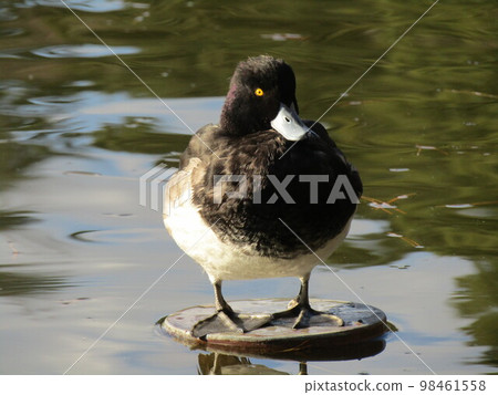 棉花碗千葉公園公園 棉花碗千葉公園公園 98461558