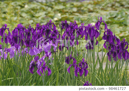 鳶尾花 98461727