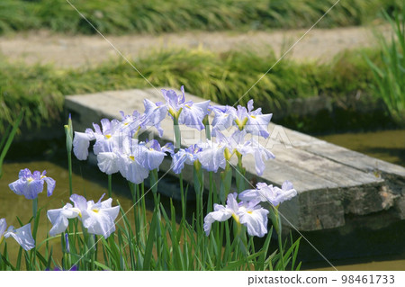 鳶尾花 鳶尾花 98461733