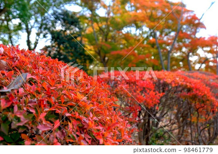 播磨中央公園秋葉 98461779