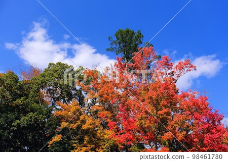 Harima Central Park autumn leaves 98461780