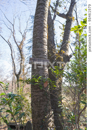 海洛多姆山頂(東京都秋川丘陵自然公園) 海洛多姆山頂(東京都秋川丘陵自然公園) 98461979