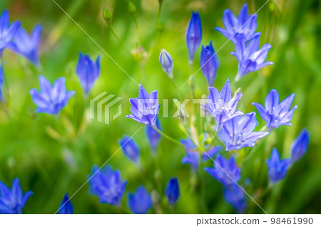 Early summer sunshine and triteleia flowers 98461990