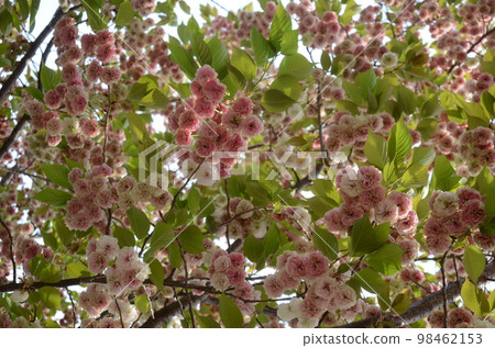Passing through the Cherry Blossoms of the Japan Mint Sonoza Kizakura 98462153