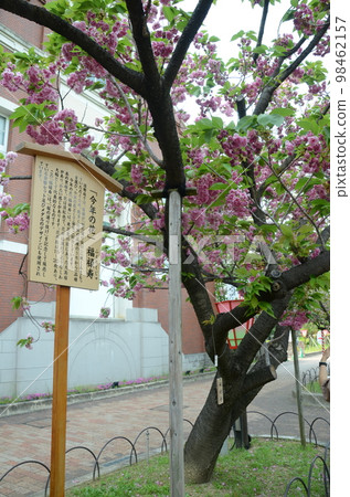 Fukurokuju through the Cherry Blossoms of the Japan Mint 98462157
