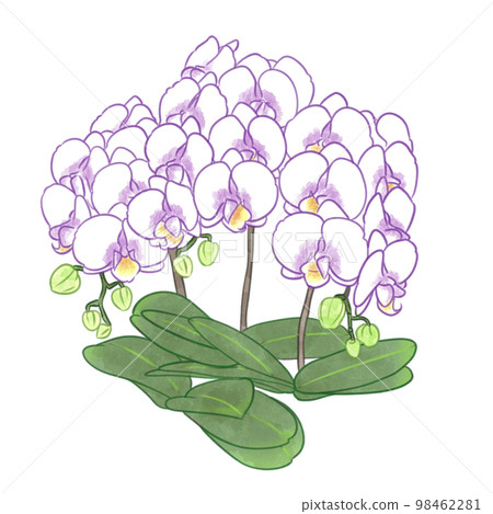 Phalaenopsis cute watercolor illustration material 98462281