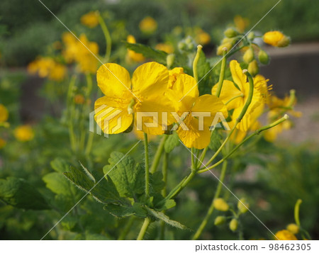 白屈菜王 98462305