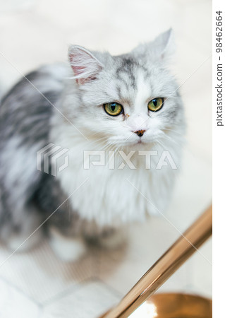 Beautiful cat 98462664