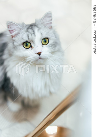 cat looking up 98462665