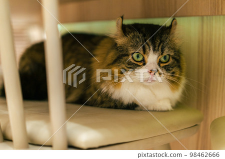 Cat sitting on a chair 98462666