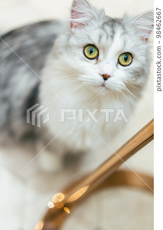 cat looking up 98462667