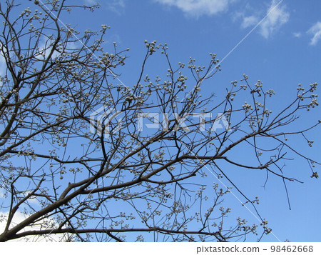 Chinese tallow tree fruit with seeds encased in a white waxy substance Chinese tallow tree fruit with seeds encased in a white waxy substance 98462668