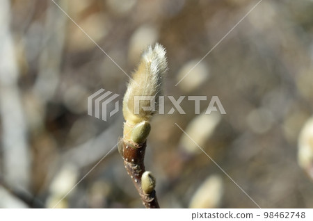 Buds of Haku Mukuren Buds of Haku Mukuren 98462748