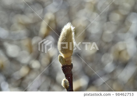 Buds of Haku Mukuren Buds of Haku Mukuren 98462753