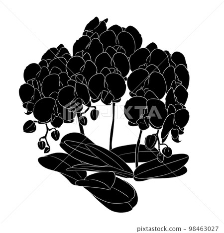 時尚的蝴蝶蘭單色插畫素材 時尚的蝴蝶蘭單色插畫素材 98463027