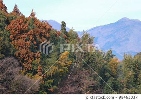 山脈和森林 98463037