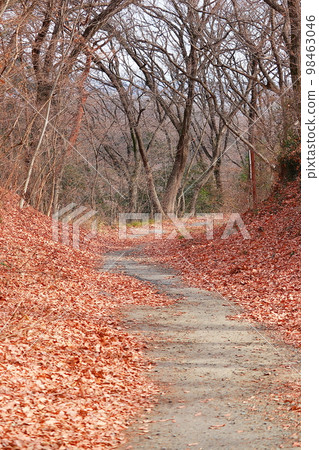 Nature trail Nature trail 98463046