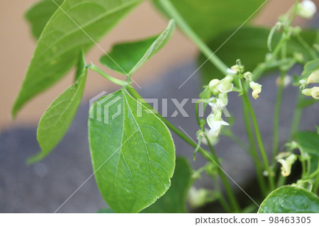 Pea flowers grown without pesticides in a home garden 98463305
