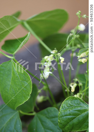 Pea flowers grown without pesticides in a home garden 98463306