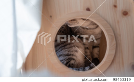 Cat in the wooden window Sabatora cat 98463319