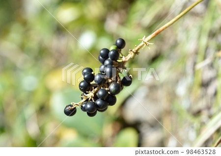 Yaburin noodles 98463528