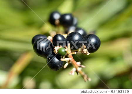 Yaburin noodles 98463529