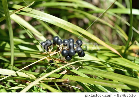 Yaburin noodles 98463530