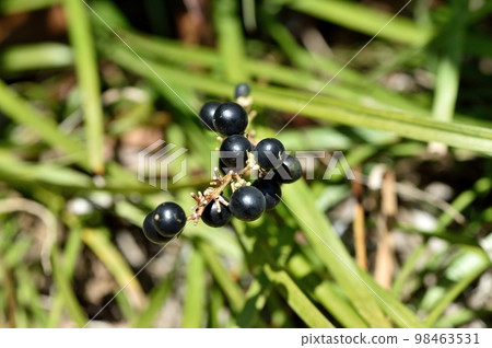 Yaburin noodles 98463531