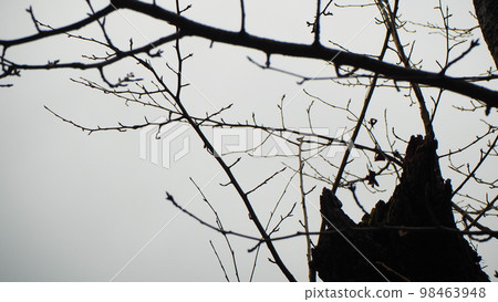 In winter, the trees withered without a single leaf left, it's too cold 98463948