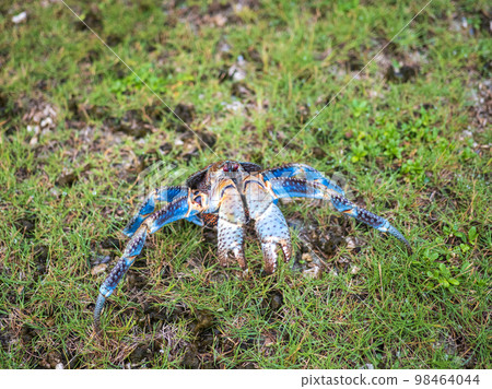 椰子蟹 椰子蟹 98464044