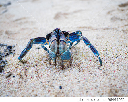 coconut crab 98464051