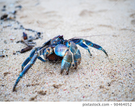 coconut crab coconut crab 98464052