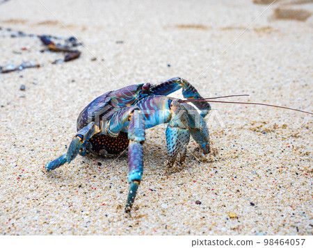 椰子蟹 椰子蟹 98464057