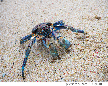 coconut crab coconut crab 98464065