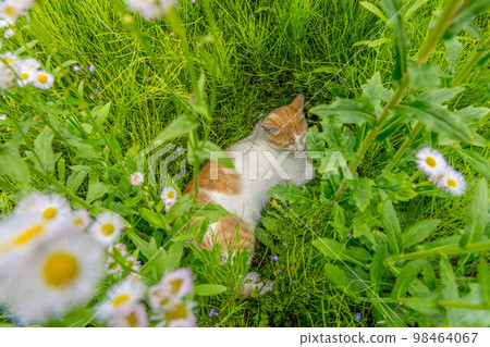 花與貓～初夏的香氣～ 98464067